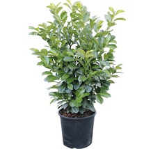 Kirschlorbeer, Lorbeerkirsche FloraSelf Prunus laurocerasus 'Etna'® H 80-100 cm Co 15 L-thumb-3