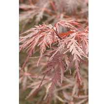 Fächerahorn FloraSelf Acer palmatum 'Tamukeyama' H 40-50 cm Co 4 L-thumb-1