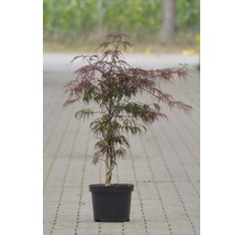 Fächerahorn FloraSelf Acer palmatum 'Tamukeyama' H 40-50 cm Co 4 L-thumb-0