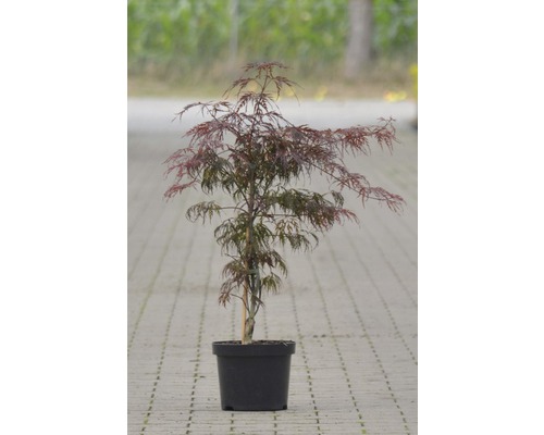Fächerahorn FloraSelf Acer palmatum 'Tamukeyama' H 40-50 cm Co 4 L-0