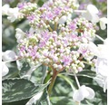 Gartenhortensie, Bauernhortensie FloraSelf Hydrangea macrophylla 'Light-O-Day' H 50-60 cm Co 5 L