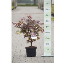 Fächerahorn Acer palmatum 'Skeeter's Broom' H 40-50 cm Co 4 L-thumb-0