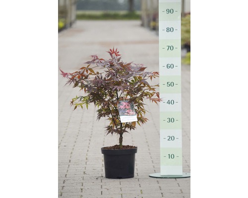 Fächerahorn Acer palmatum 'Skeeter's Broom' H 40-50 cm Co 4 L-0