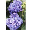 blaue Gartenhortensie, Bauernhortensie FloraSelf Hydrangea macrophalla 'Bloomstar' H 50-60 cm Co 5 L