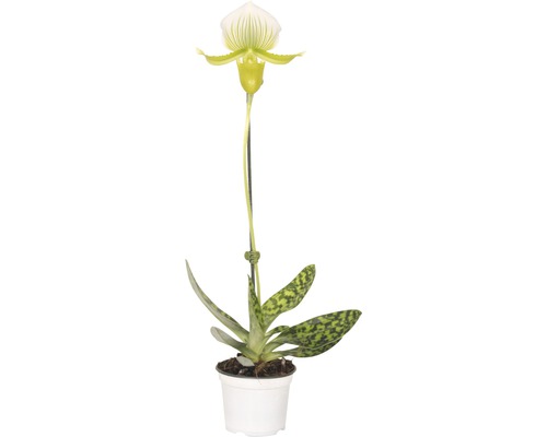 Venusschuh, Frauenschuh-Orchidee FloraSelf Paphiopedilum femma H 30-35 cm Ø 9 cm Topf