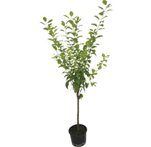 Edelpflaumenbaum, Reneklode FloraSelf Prunus domestica 'Graf Althans' H 100-150 cm Co 6 L-thumb-1