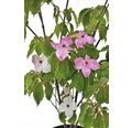 Japanischer Blumen-Hartriegel Cornus kousa 'Teutonia' H 100-150 cm Co 20 L