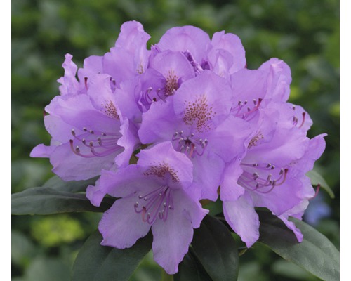 Großblumige Alpenrose FloraSelf Rhododendron Hybride lila H 30-40 cm