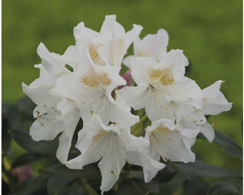 Großblumige Alpenrose FloraSelf Rhododendron Hybride weiß H 30-40 cm Co 5 L