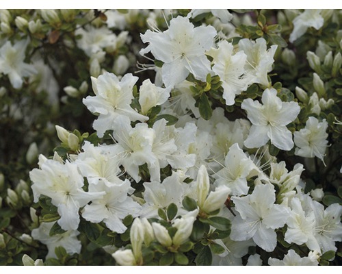 Japanische Azalee FloraSelf Rhododendron obtusum H 20-30 cm Co 2 L weiß