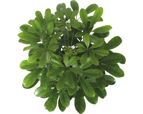 Strahlenaralie FloraSelf Schefflera arboricola 'Nora' H 45-55 cm Ø 13 cm Topf
