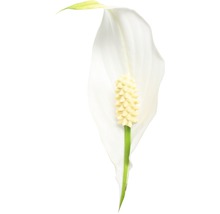 Einblatt FloraSelf Spathiphyllum wallisii 'Sweet Silvio' H 70-80 cm Ø 17 cm Topf-thumb-2
