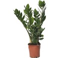 Glücksfeder FloraSelf Zamioculcas zamiifolia H 45-55 cm Ø 13 cm Topf