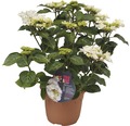 Tellerhortensie FloraSelf Hydrangea macrophylla 'Coco' H 30-40 cm Co 4,6 L