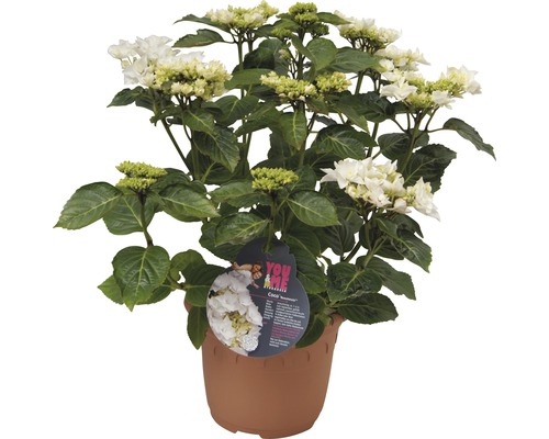 Tellerhortensie FloraSelf Hydrangea macrophylla 'Coco' H 30-40 cm Co 4,6 L
