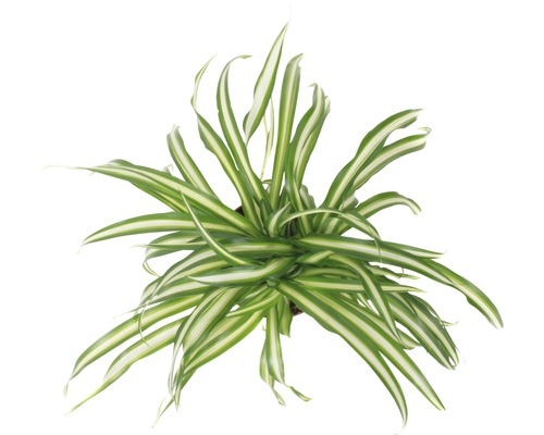 Grünlilie FloraSelf Chlorophytum comosum 'Atlantic' H 30-40 cm Ø 12 cm Topf-0