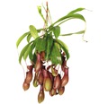 Kannenpflanze-Ampel FloraSelf Nepenthes 'Alata' H 55-60 cm Ø 14 cm Topf