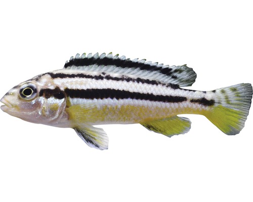 Fisch Türkisgoldbarsch - Melanochromis auratus bei HORNBACH kaufen