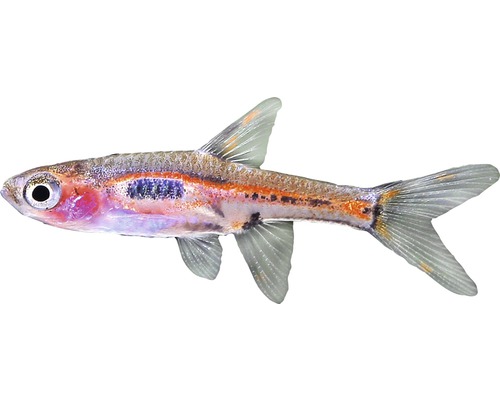Fisch Schwarzfleckbärbling - Boraras brigittae bei HORNBACH kaufen