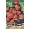 Rhizome Erdbeere 'Honeyo' 5 Stk