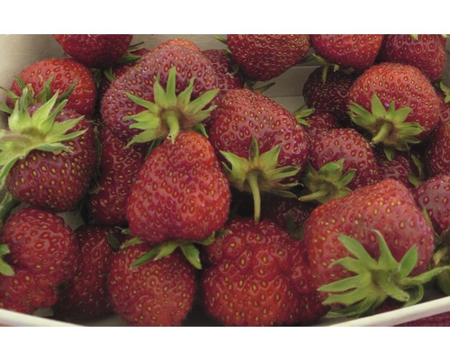 Erdbeere Fragaria x ananassa 'Senga® Sengana' Ø 20 cm Topf 10 Stk