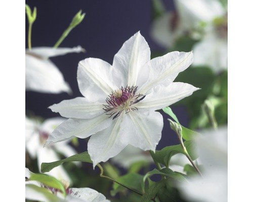 Großblumige Waldrebe FloraSelf Clematis Hybride 'Miss Bateman' H 50-70 cm Co 2,3 L