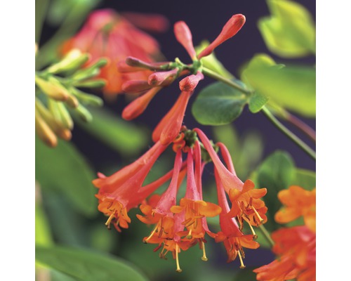 Geißblatt FloraSelf Lonicera brownii 'Dropmore Scarlet' 53-70 cm