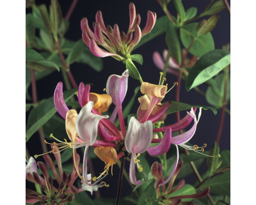 Geißblatt FloraSelf Lonicera periclymenum 'Serotina' H 50-70 cm Co 2,3 L