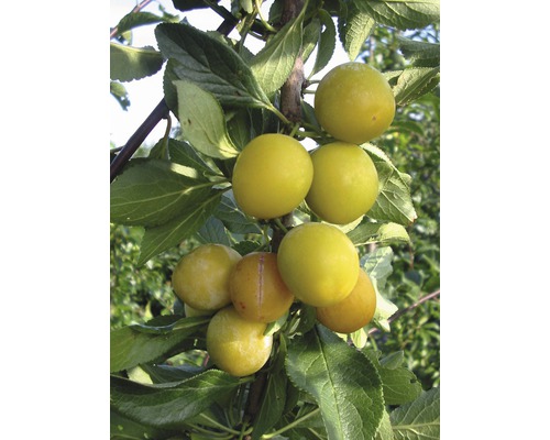 Mirabellenbaum FloraSelf Prunus domestica syriaca 'Nancy' H 100-150 cm Co 6 L-0