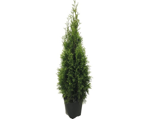 Lebensbaum FloraSelf Thuja occidentalis 'Smaragd' H 125-150 cm im ClickCo