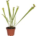 Schlauchpflanze Fleischfressende Pflanze FloraSelf Sarracenia H 18-40 cm Ø 9 cm Topf zufällige Sortenauswahl