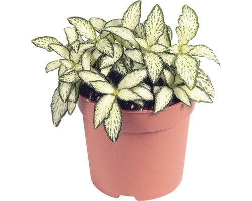 Mosaikpflanze FloraSelf Fittonia verschaffeltii 'Mosaic' H 10-15 cm Ø 7 cm Topf zufällige Sortenauswahl