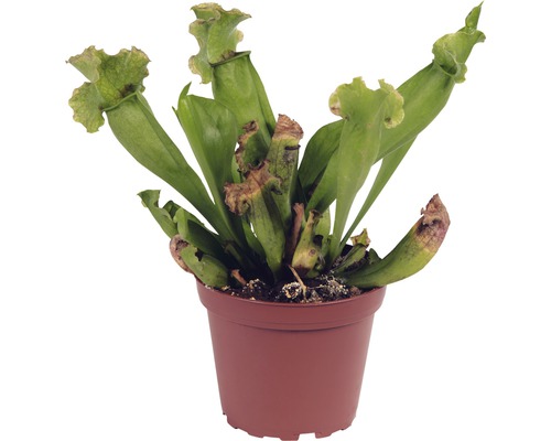 Schlauchpflanze Fleischfressende Pflanze FloraSelf Sarracenia H 17-25 cm Ø 12 cm Topf zufällige Sortenauswahl