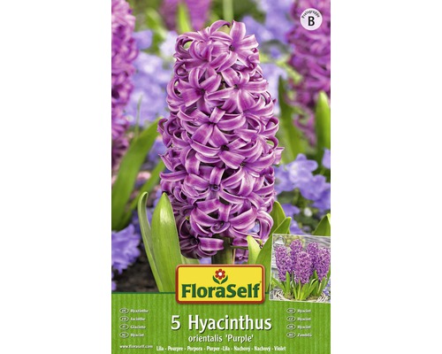 Blumenzwiebel FloraSelf Hyazinthen 'Orientalis Purper' lila 5 Stk