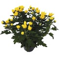 Chrysantheme Chrysanthemum indicum Ø 12 cm Topf zufällige Sortenauswahl
