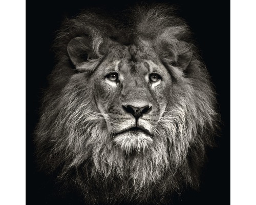 Glasbild Lion Head 20x20 cm GLA1350-0