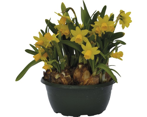 Narzisse, Osterglocke FloraSelf Narcissus pseudonarcissus 'Tete a Tete' Ø 16 cm Topf