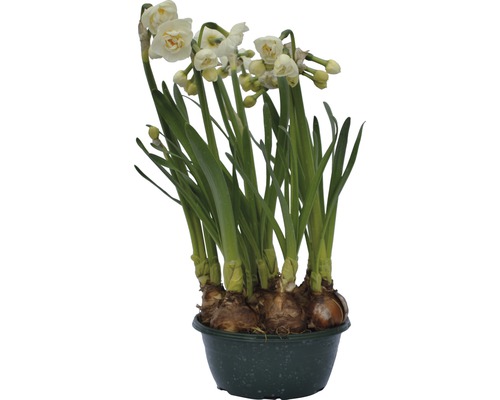 Narzisse, Osterglocke FloraSelf Narcissus pseudonarcissus 'Bridal Crown' Ø 16 cm Topf