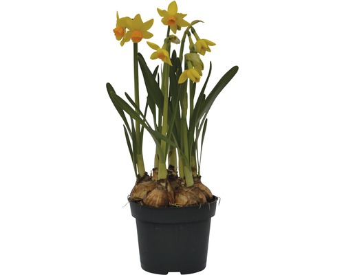 Narzisse, Osterglocke FloraSelf Narcissus pseudonarcissus 'Jet Fire' Ø 9 cm Topf