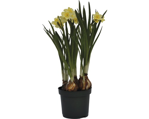 Narzisse, Osterglocke FloraSelf Narcissus pseudonarcissus 'Minnow' Ø 9 cm Topf
