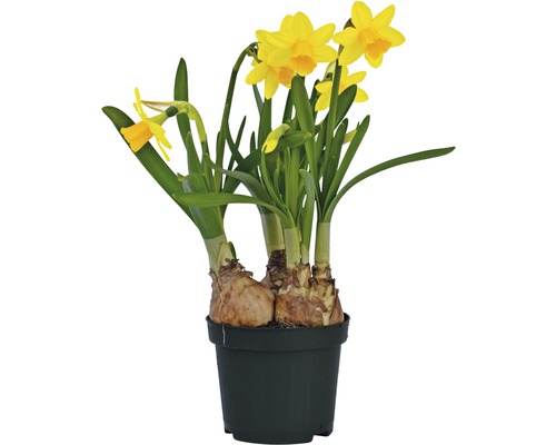Narzisse, Osterglocke FloraSelf Narcissus pseudonarcissus 'Tete a Tete' Ø 9 cm Topf