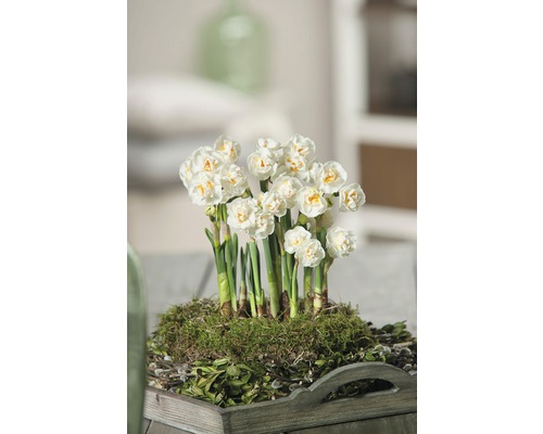 Narzisse, Osterglocke FloraSelf Narcissus pseudonarcissus 'Bridal Crown' Ø 12 cm Topf