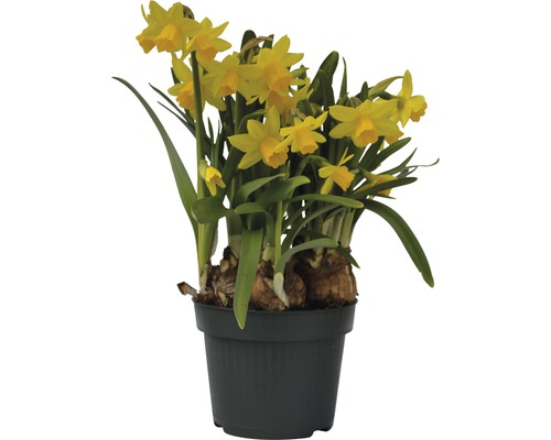 Narzisse, Osterglocke FloraSelf Narcissus pseudonarcissus 'Tete a Tete' Ø 12 cm Topf